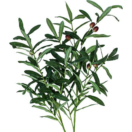 Olive Branch Stem