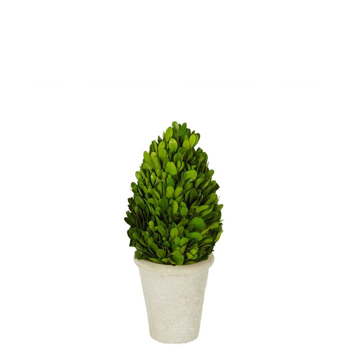 Preserved Boxwood Tree - Small